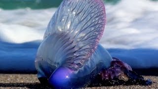 Portuguese Man O War [upl. by Declan]