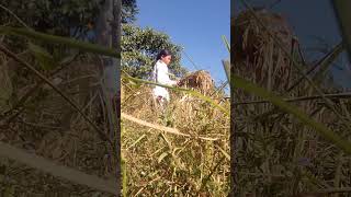 minivlog sok ke rok dam cuting paddy field 🌾🌾 [upl. by Wendie]