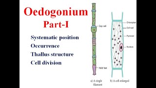 Oedogonium Part I Thallus Cell division [upl. by Loleta]