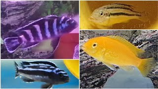 most peaceful and most aggressive malawi cichlids  peaceful mbunas and mbuna cichlids to avoid [upl. by Misaq]