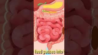 Digestive System Song for Kids quotREMIXquot What’s left of food passes into the large intestine [upl. by Isiah]