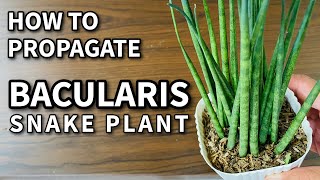 HOW TO PROPAGATE BACULARIS  Plant Care for Beginners [upl. by Buzzell]