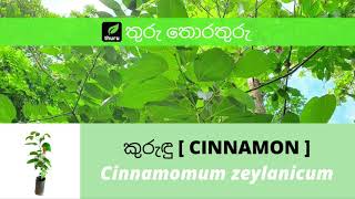 තුරු තොරතුරු 10 කුරුඳු  Cinnamon  Cinnamomum zeylanicum [upl. by Ayanal]