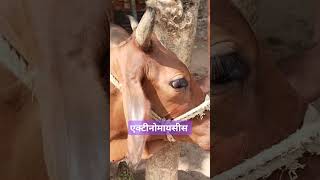 Actinomyces disease shortvideo trending RangrezzDairyfarm AnimalHT2721 animallover 👑🌺🌺💉🩺 [upl. by Ojaras]