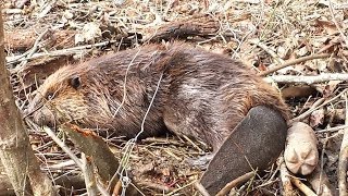 Beaver Trapping  Double Dam Break Set and a few others [upl. by Starkey431]