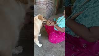 Teed Kitna kharab hai nariyal lekar bhag Gaya 🥥😂  yahi hai golden retriever dog [upl. by Tloh]