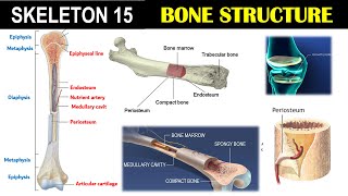 Skeleton 15  Structure of Bone  Epiphysis  Diaphysis  Metaphysis  Endosteum  Periosteum [upl. by Aletta]