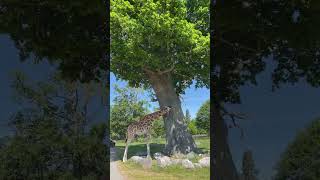 Giraffe up close at Knuthenborg Safari Park [upl. by Evelyn]