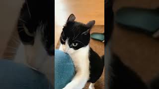 funny mycatchannel shortvideo cat catchannel yourcat pets catschannel yourpet funnycats [upl. by Ljoka35]