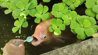 Unbelievable My Giant Gourami Feasting from a Spoon [upl. by Iztim984]