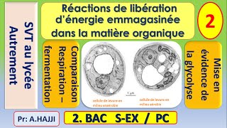 Métabolisme aérobie et métabolisme anaérobie comparaison et mise en évidence de la glycolyse [upl. by Ketti434]