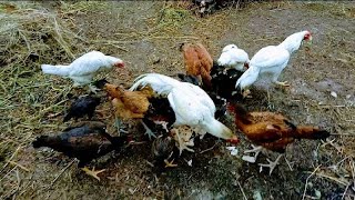 Chicken Farm  Poultry Farming Business  Small setup  magaseel6400 [upl. by Graehme709]