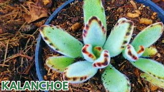 kalanchoe tomentosa cuidados donsuculento [upl. by Bradlee]