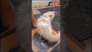 Kittens available in hyderabad9247877251 youtubeindia shorts catvideos persiancat cats [upl. by Breeze61]