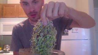 BEST WAY TO SPROUT BROCCOLI SEEDS FAST [upl. by Seni]