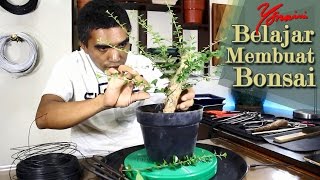 Bonsai Sidogurih  Hokianti  Wiring and Shaping [upl. by Ynottirb]