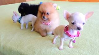 Pomeranian and Chihuahua Puppies for Sale [upl. by Eittocs]