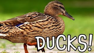 Ducks Duck Facts for Kids and Toddlers [upl. by Hanus360]