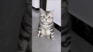 Little MAOW💕😻 cat catvideos shorts cats animals [upl. by Atsahs369]