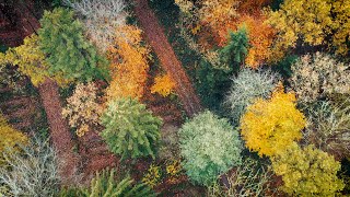 Herbstzauber aus der Luft Wald erstrahlt in bunten Farben drohne schleswigholstein waldbaden [upl. by Clarey417]