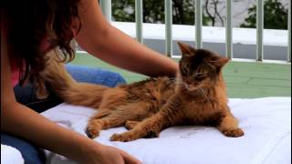 quotChacalquot my irresistible amp loving Somali Cat [upl. by Belac]