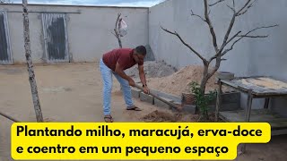 Plantando milho maracujá ervadoce e coentro no quintal de casa [upl. by Rakabuba595]