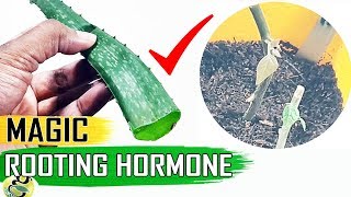 MAGIC ROOTING HORMONE ALOE VERA GEL for CLONING Plants vs Costly Powders [upl. by Danit]