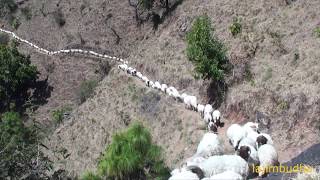 himalayan sheep caravan 🐏🐑🐐🐐🐏🐑🐐🐏  sheep farm [upl. by Nallid]