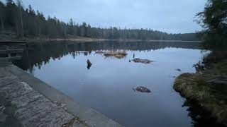 Svartkulp i Nordmarka [upl. by Ardnasil]