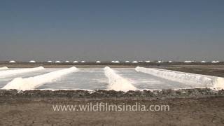 Shoveling salt in the salt pan Gujarat [upl. by Ecinhoj]