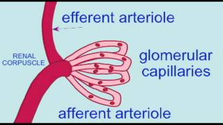 URINARY RENAL CORPUSCLE INTRO [upl. by Samp534]