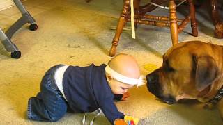 baby and the boerboel [upl. by Mabelle751]