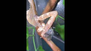 Dead leaf mantis mantis preyingmantis inverts cutepets pets [upl. by Elbert]