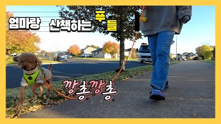 ENG Sub 푸들 산책 가느라 늦잠 못자는 엄마 ㅋㅋ [upl. by Edmanda940]