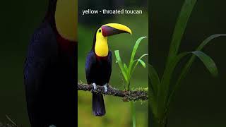 Yellow  throated toucan trending viral beautifulbirds toucans nature wildlife colorfulbirds [upl. by Zoldi]