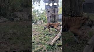 Le tigre zoo d’Amiens [upl. by Nosirrag]