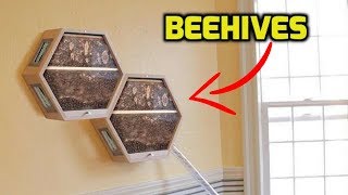 Amazing Installable Beehives In Living Room [upl. by Yevol]