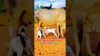 Tumne khoon piyo to tumne kyun nahi batayi 😎goats animals cow sojatgoatfarm sojatkids [upl. by Yuh765]