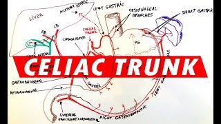 Celiac Trunk  Arterial supply to the Stomach [upl. by Beora667]