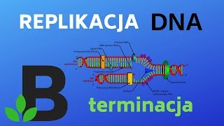 TERMINACJA replikacji DNA  genetyka  KOREPETYCJE z BIOLOGII  206 [upl. by Colson920]