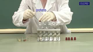 Practical 41 Demonstration of the action of enzymes [upl. by Meean]