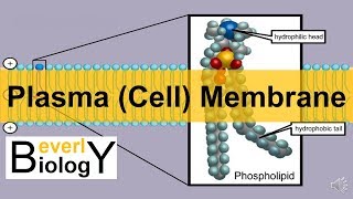 Plasma membrane  Cell Membrane updated [upl. by Anaoj]