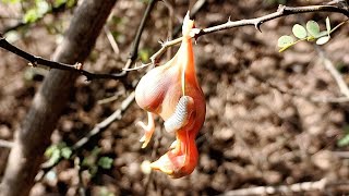 Wild babbler bird dropped the baby by itself birdswithme107 [upl. by Rakabuba]