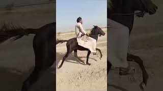 new pacer filly in barkhan Balochistanbalochihorsessindhihorseshorseloverpakistan [upl. by Sherris]