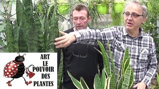 Conseil jardinage sansevieria trifasciata Entretien et larrosage Plante verte dintérieur [upl. by Aslam]