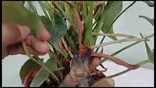 How to Successfully Propagate Anthurium from Stem Cuttings PlantZone [upl. by Lubow]