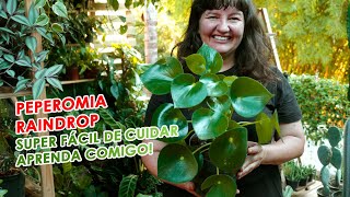 PEPEROMIA RAINDROP como CUIDAR e FAZER MUDAS [upl. by Cartwell]