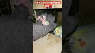 Cockatiel Care The Ultimate Guide shorts parrot birds shortsvideo [upl. by Dougald]