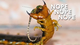 Centipedes The Ultimate Nopes [upl. by Shepard]