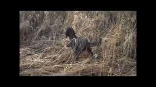 Gordon setter pointing pheasant [upl. by Rainer]